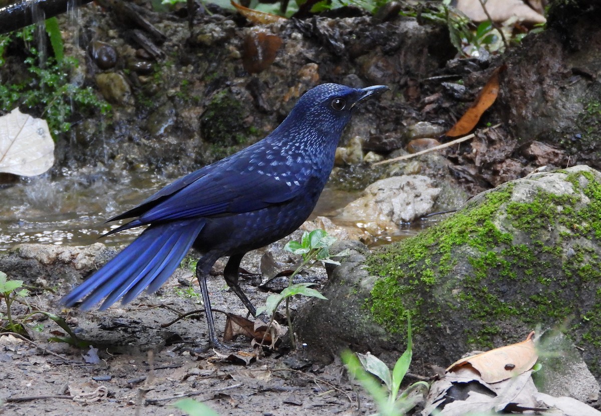 Blue Whistling-Thrush - ML648986295