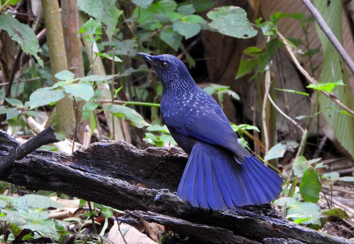 Blue Whistling-Thrush - ML648986296