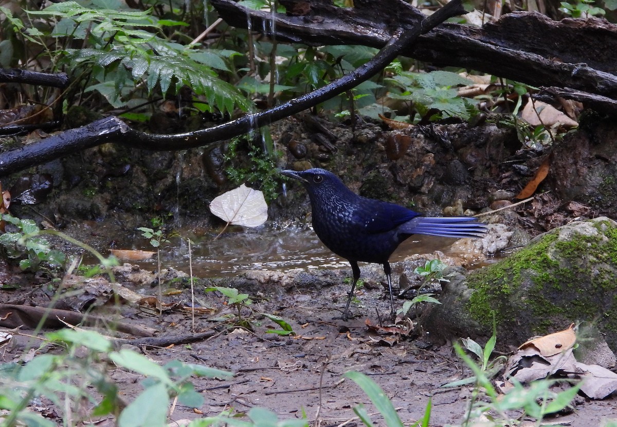 Blue Whistling-Thrush - ML648986297