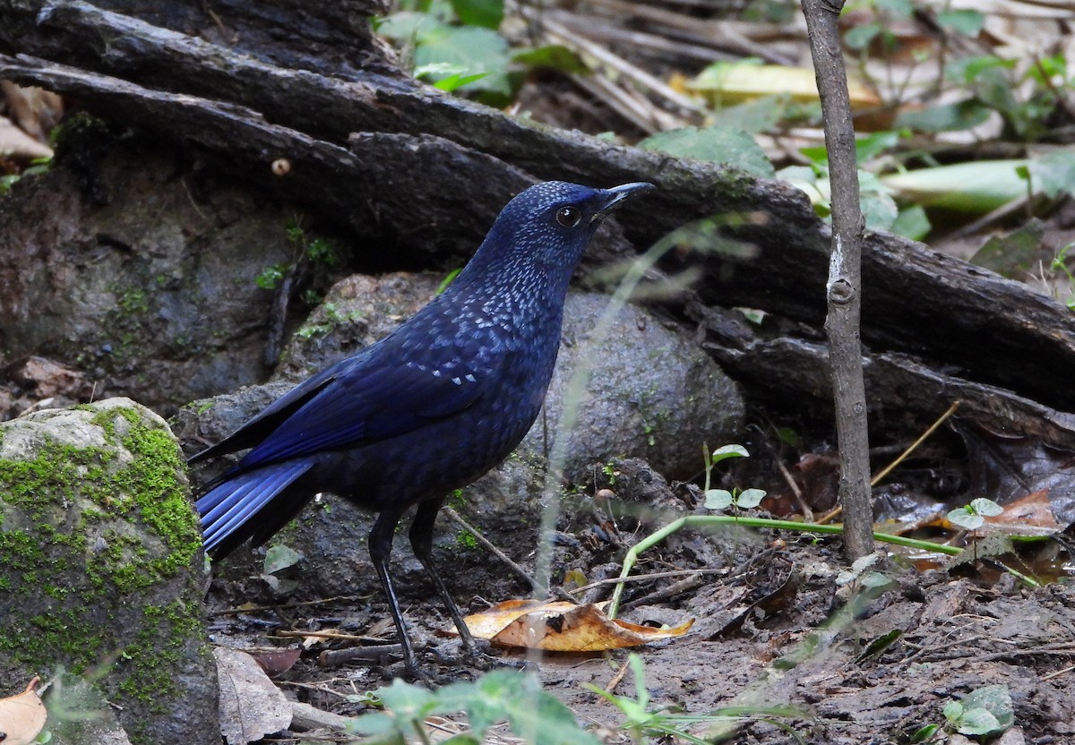 Blue Whistling-Thrush - ML648986298