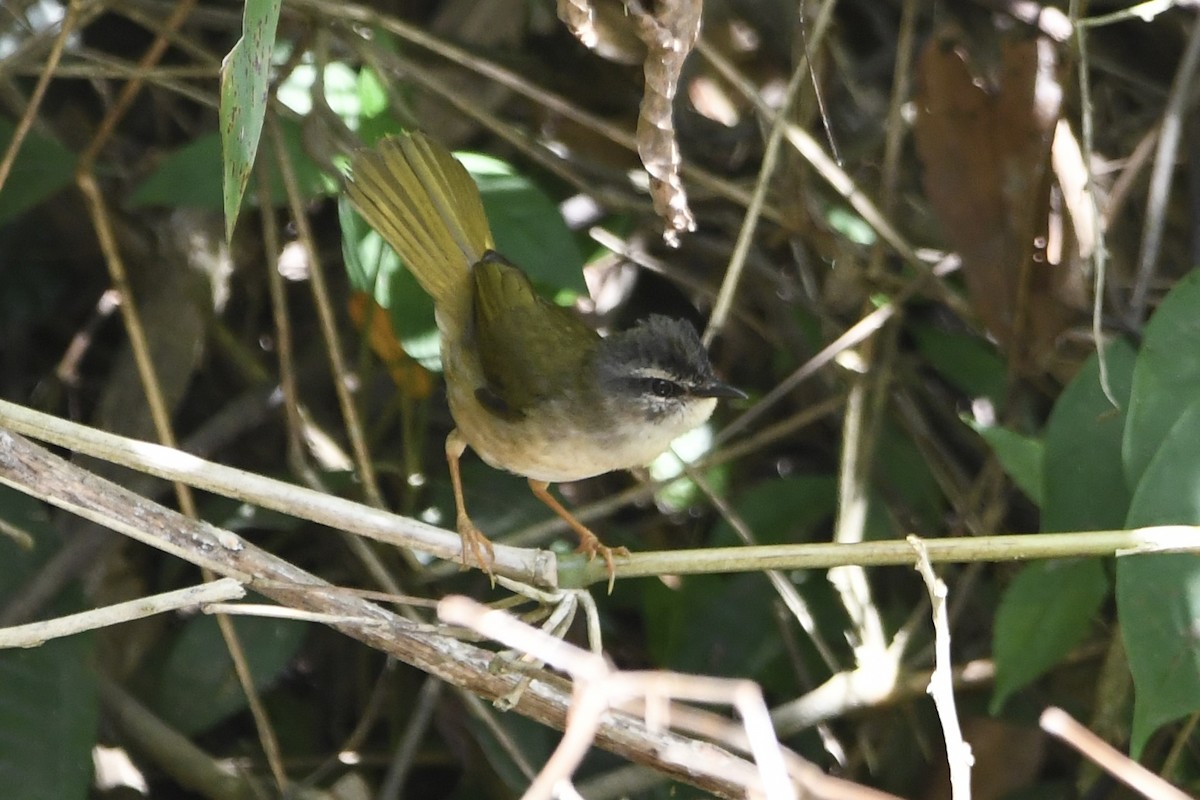 Riverbank Warbler (Southern) - ML648986300