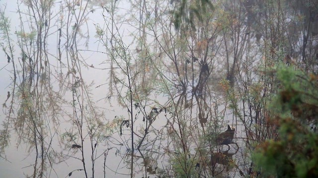 Porciglione - ML648986497