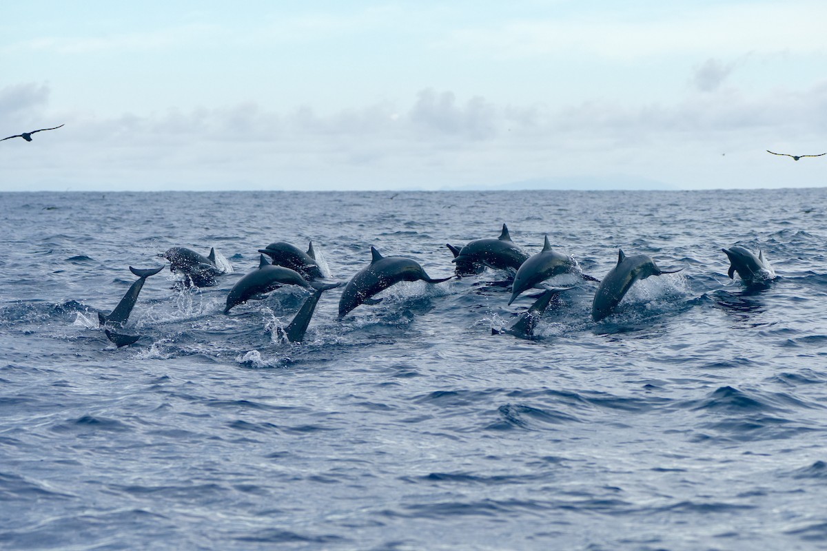 Spinner Dolphin - ML648986533