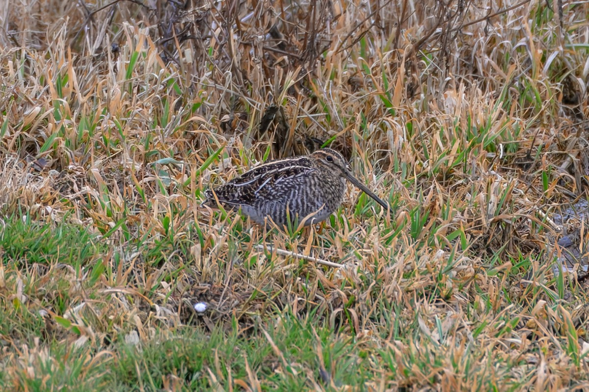Wilson's Snipe - ML648986575
