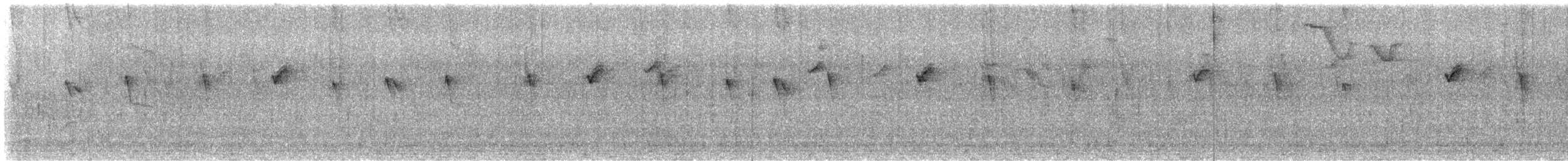 White-bellied Hummingbird - ML648986612