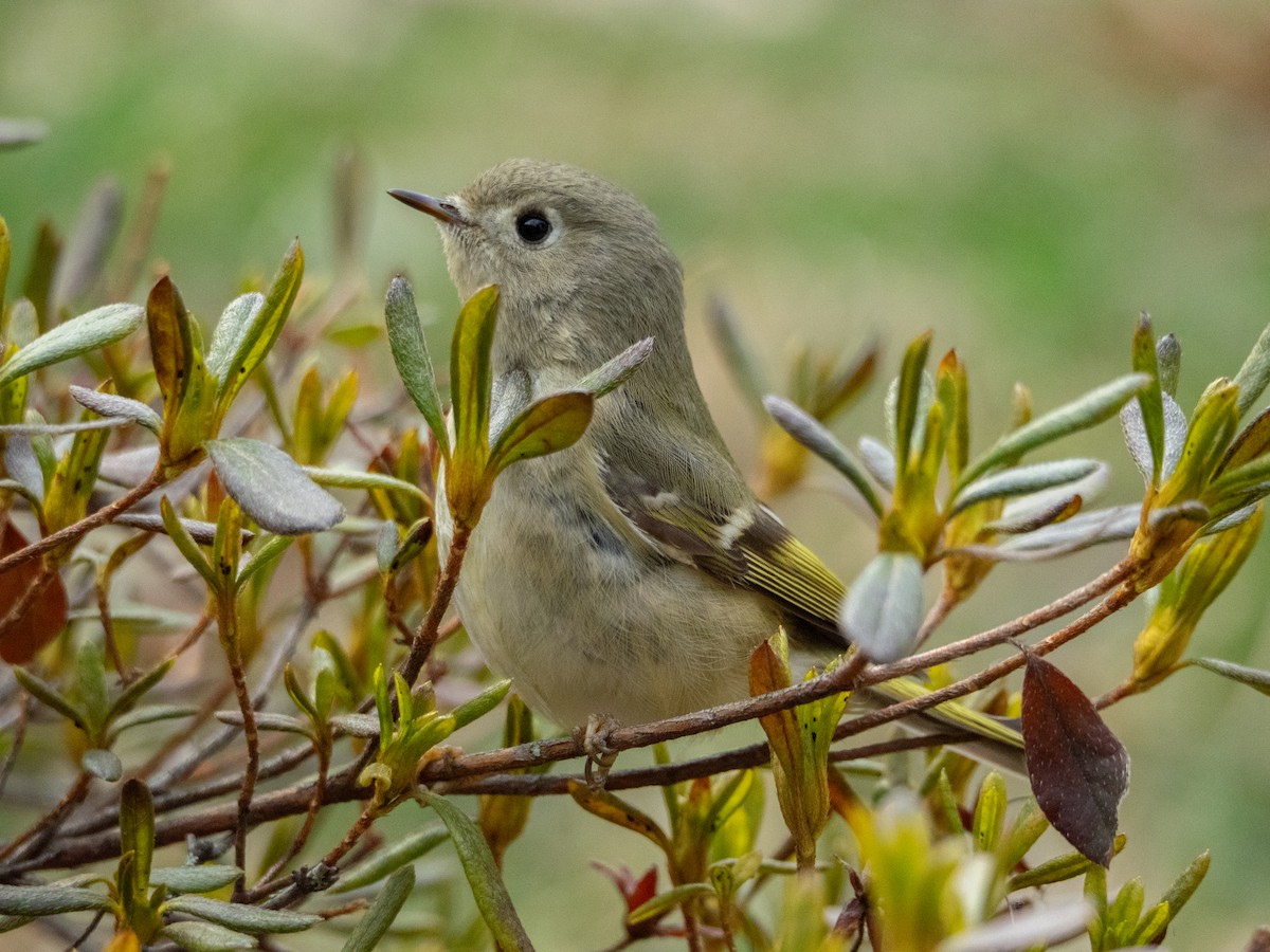 Ruby-crowned Kinglet - ML648986670