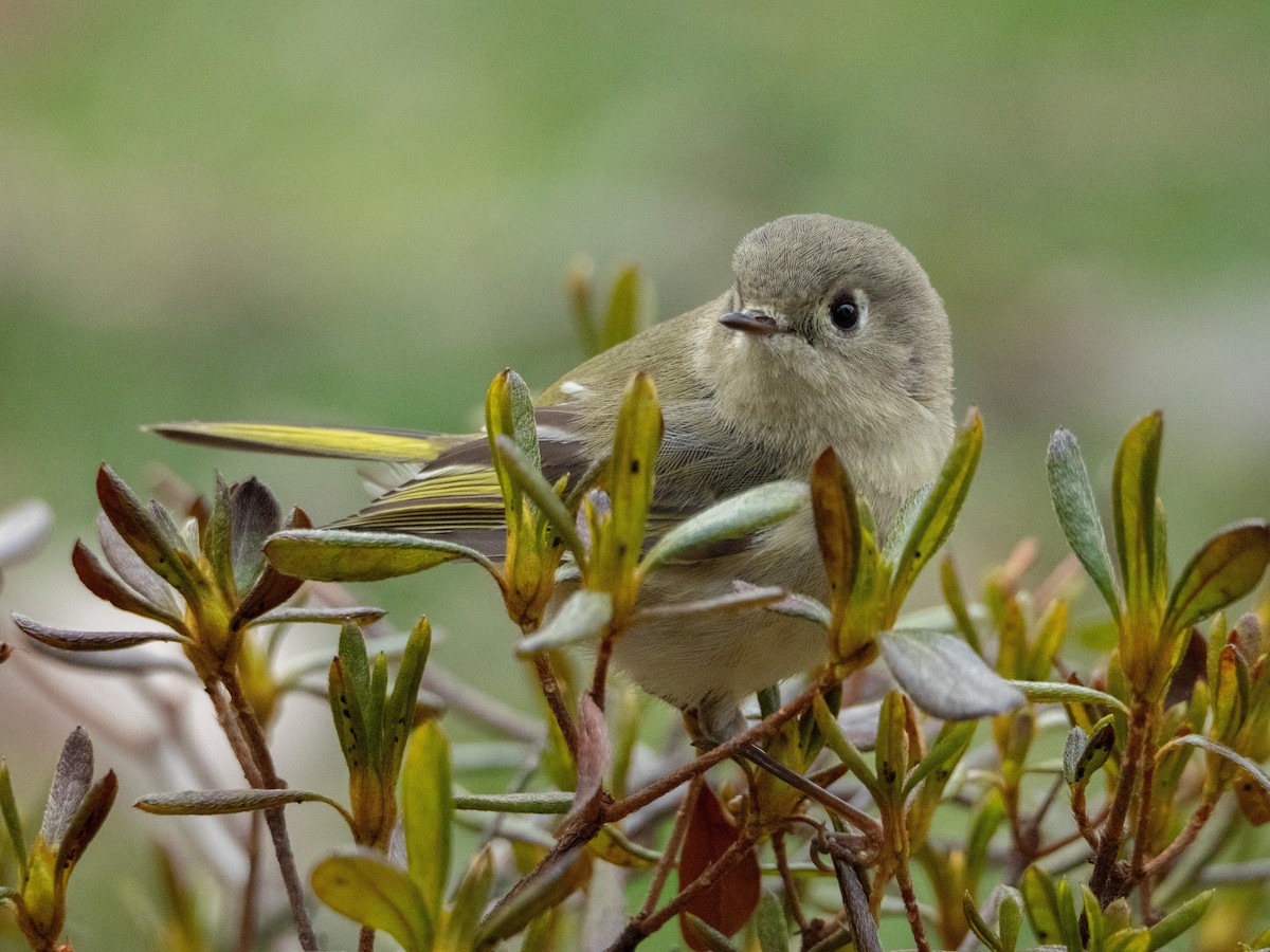 Ruby-crowned Kinglet - ML648986758