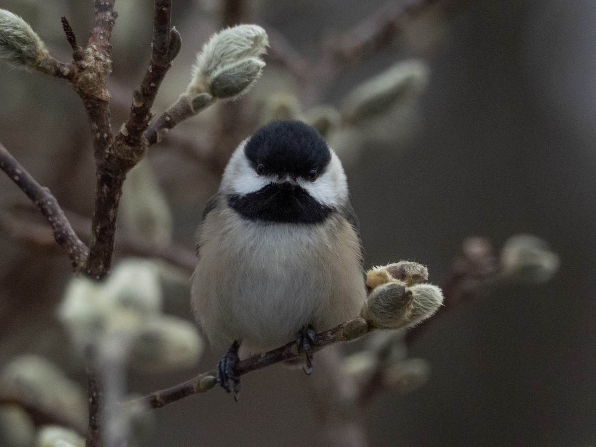 Carolina Chickadee - ML648986778