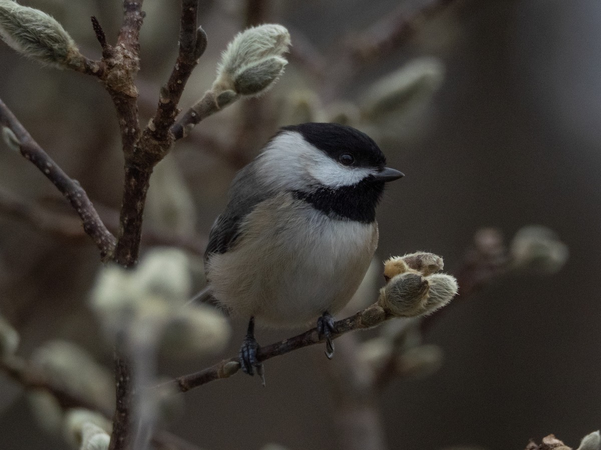 Carolina Chickadee - ML648986779