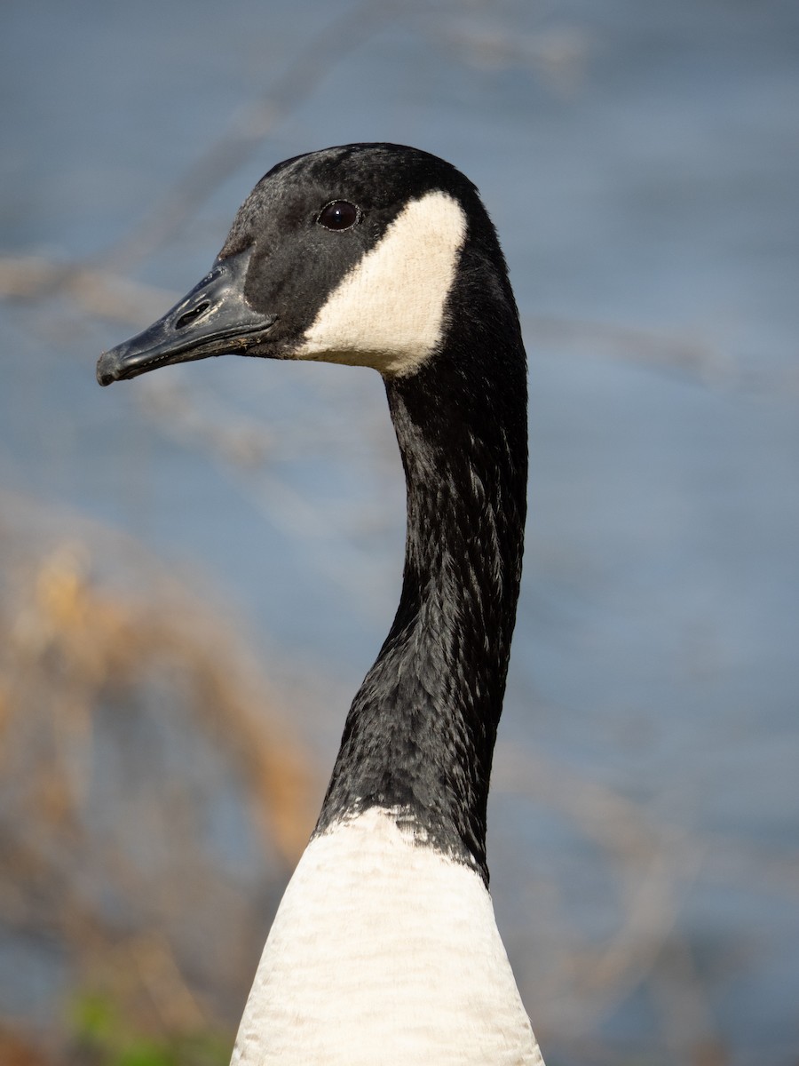 Canada Goose - ML648986786