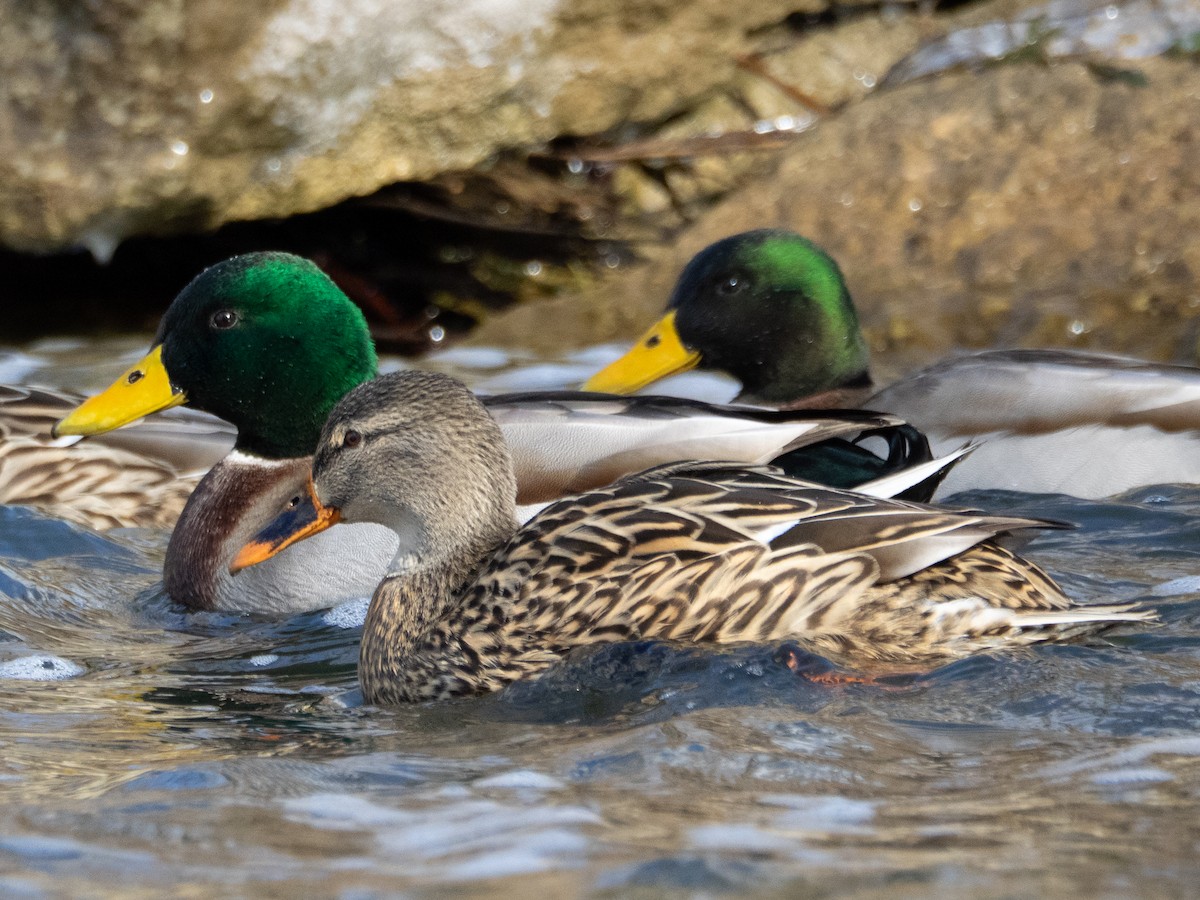 Mallard - ML648986788