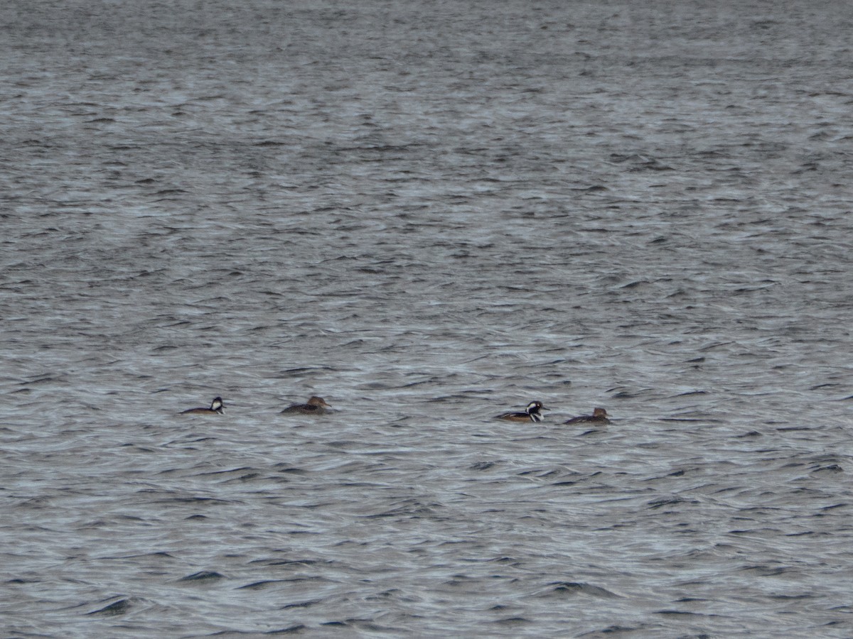 Smergo dal cappuccio - ML648986790