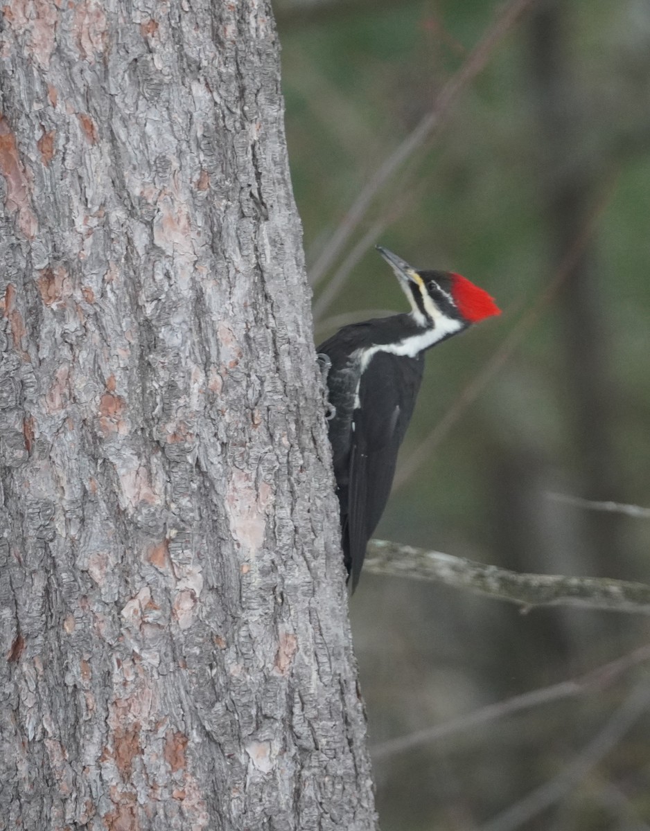 Pileated Woodpecker - ML648987192