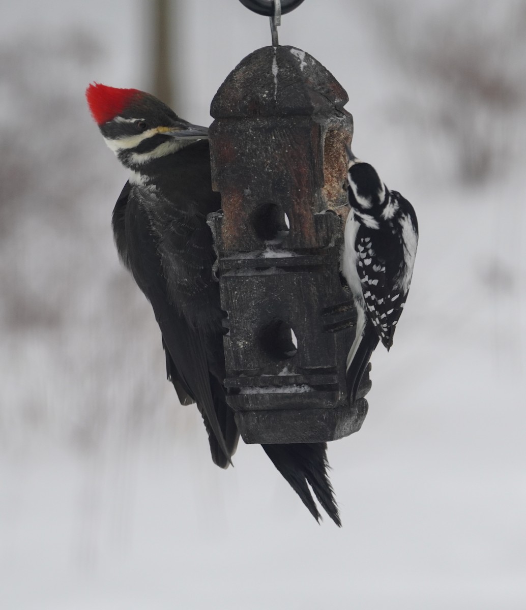 Pileated Woodpecker - ML648987314