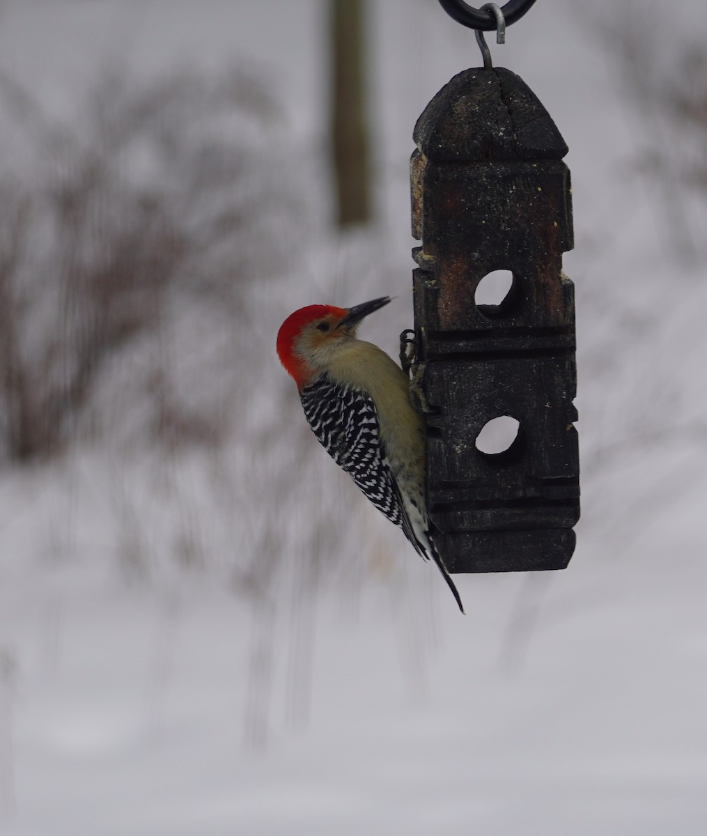 Red-bellied Woodpecker - ML648987437
