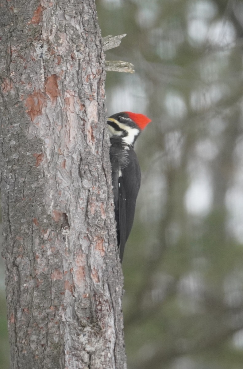 Pileated Woodpecker - ML648987443