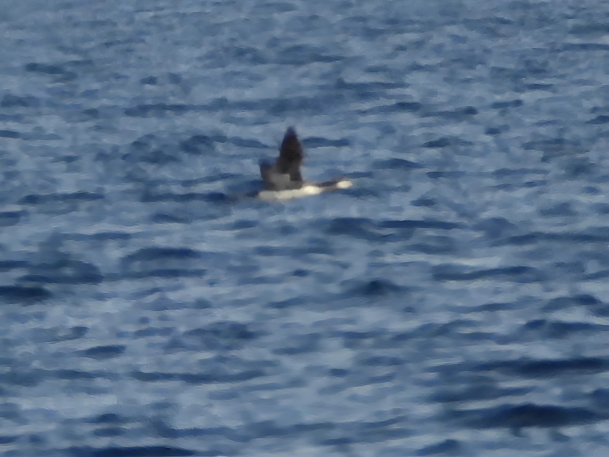 Red-necked Grebe - ML648987482