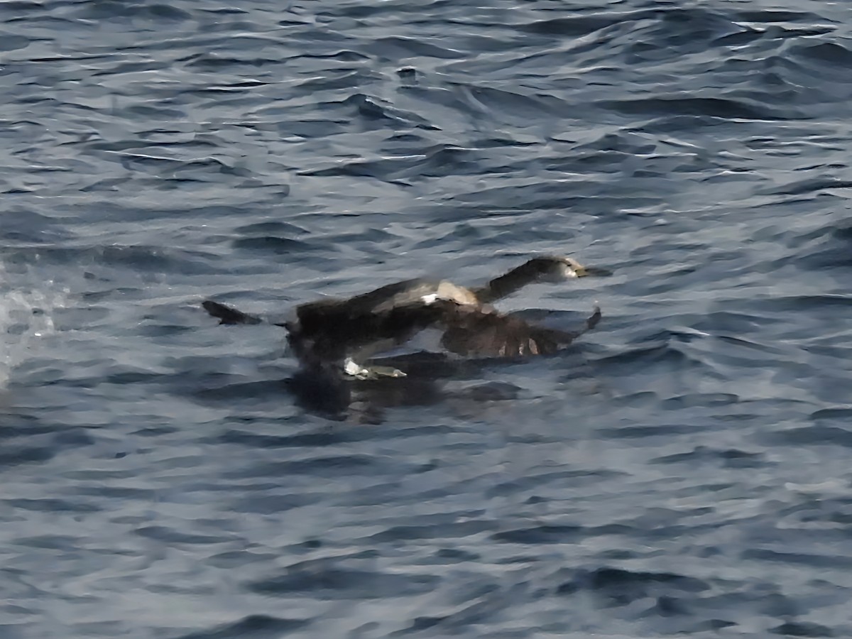 Red-necked Grebe - ML648987483