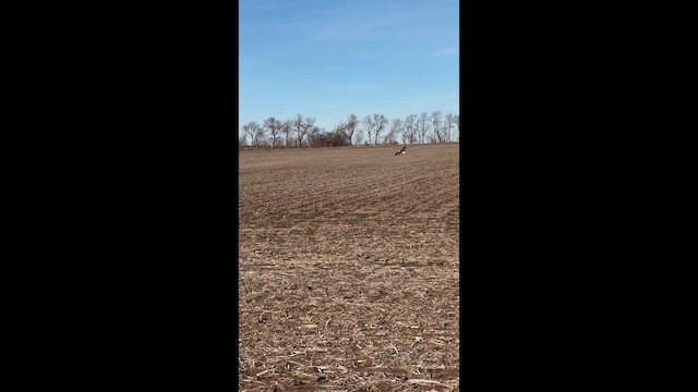 Bald Eagle - ML648987510