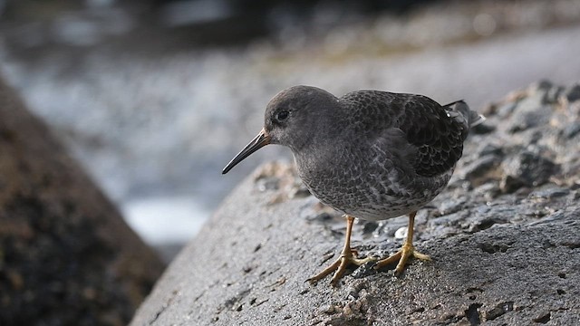 Piovanello violetto - ML648987899