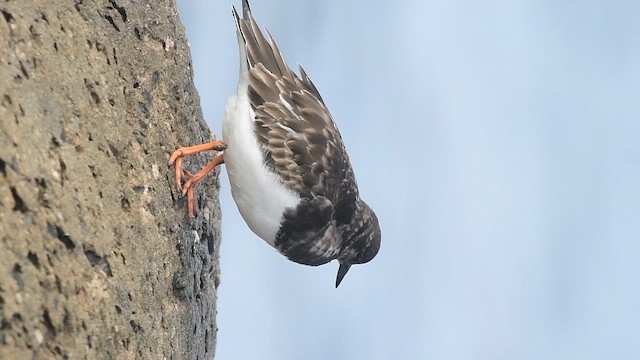 Voltapietre - ML648987984