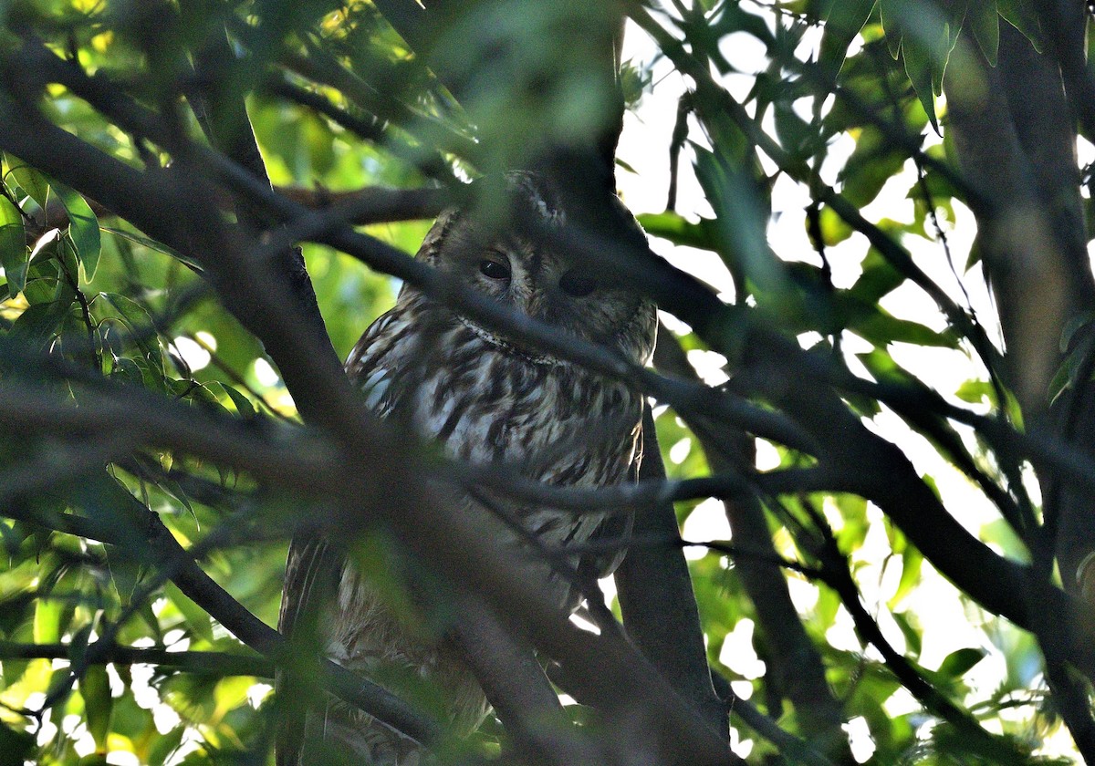 Ural Owl - Takayoshi Ueki