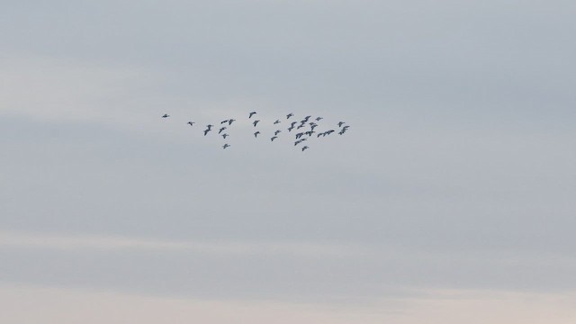 Oca zamperosee - ML648988097