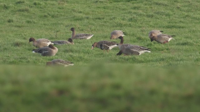 Oca lombardella - ML648988100