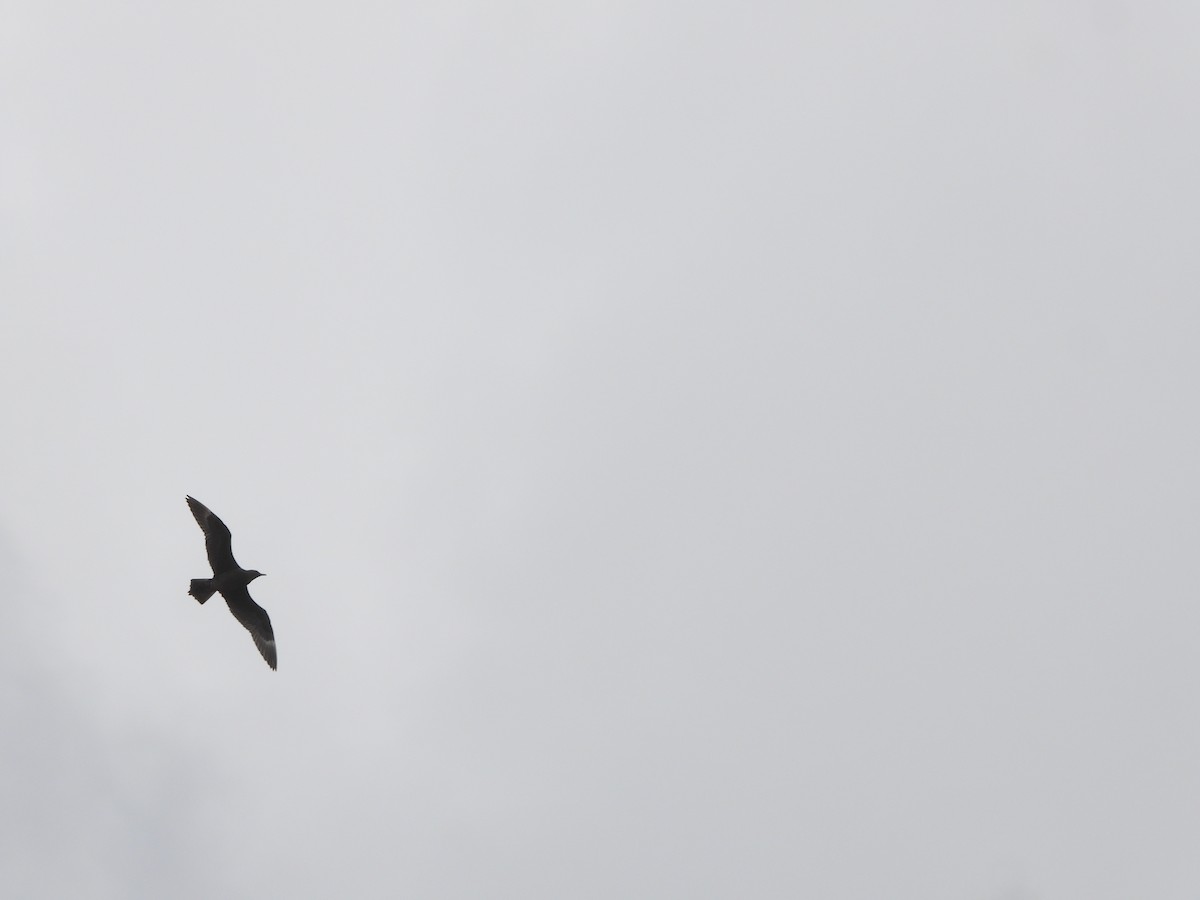 Короткохвостый поморник - ML648988139