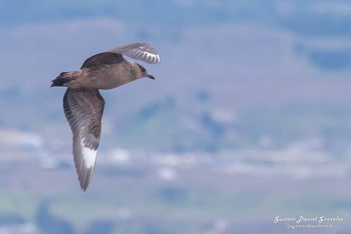 Chileskua - ML648988258