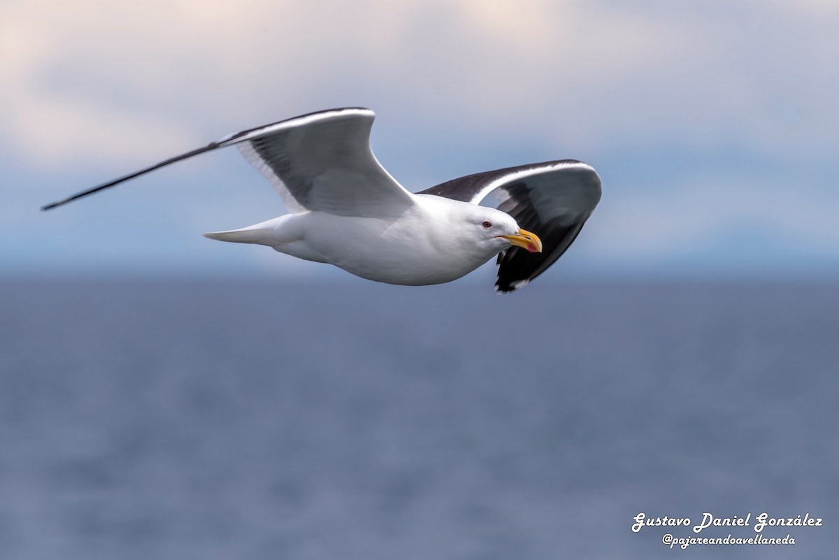 Dominikanermöwe - ML648988268