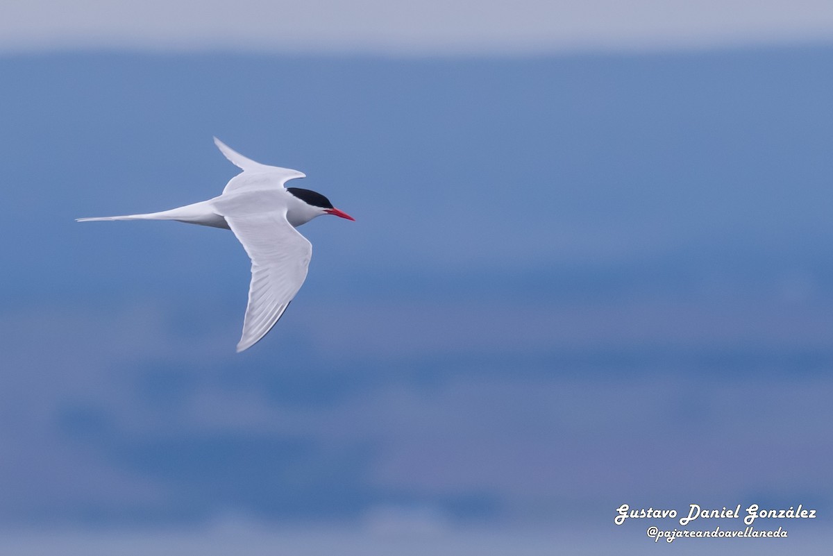 Falklandseeschwalbe - ML648988272