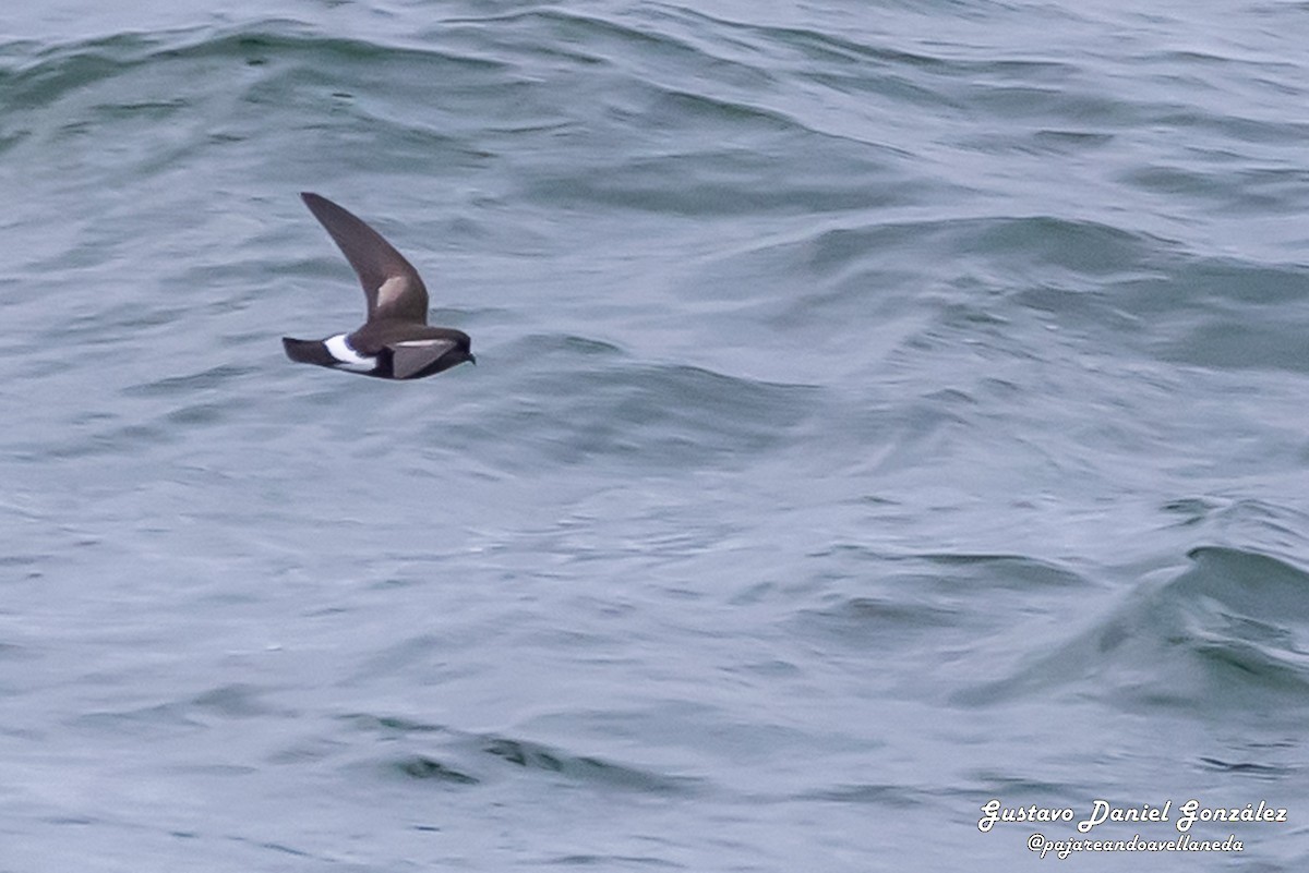 Buntfuß-Sturmschwalbe - ML648988281