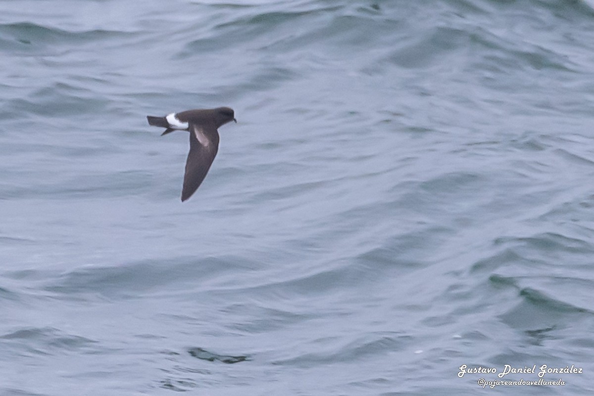 Buntfuß-Sturmschwalbe - ML648988282