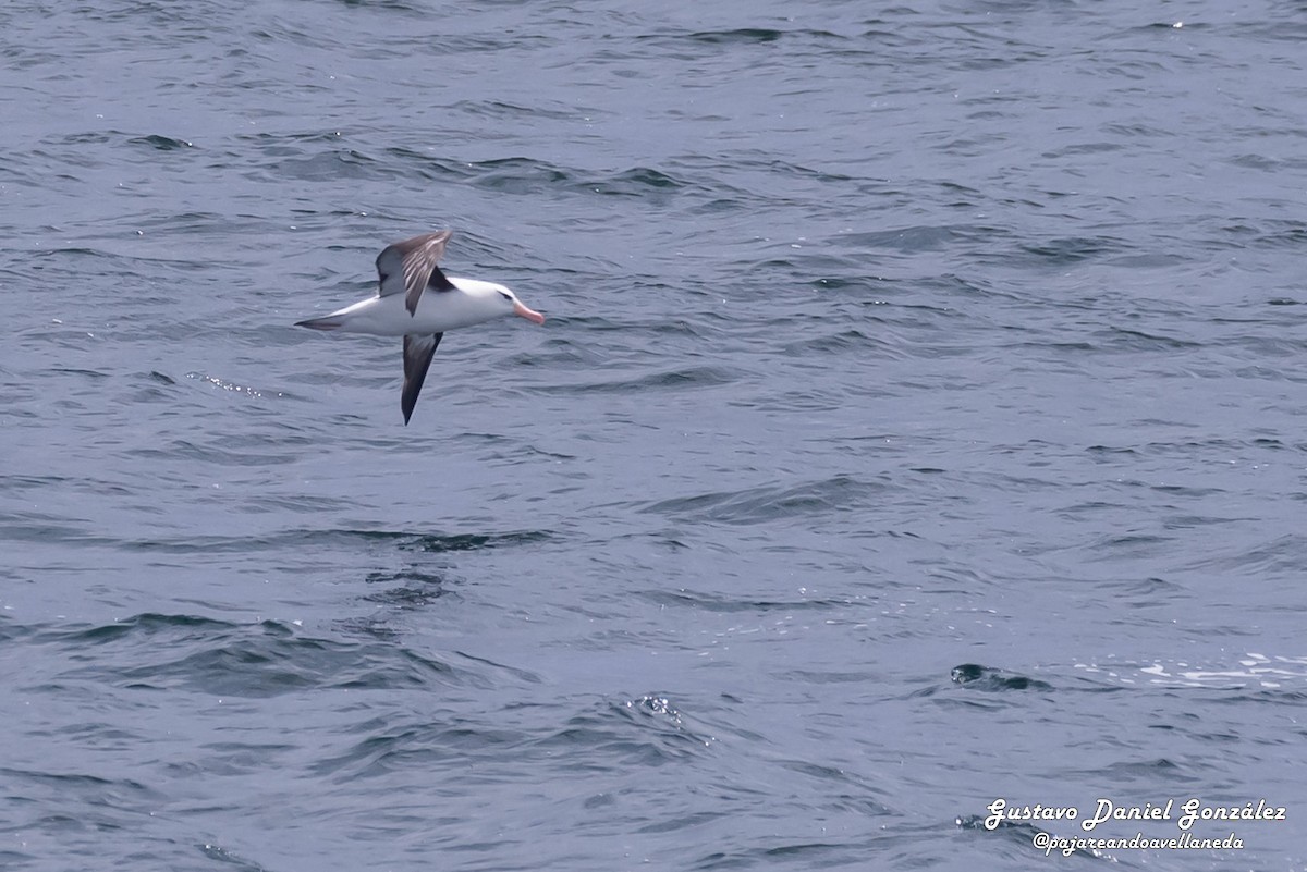 Schwarzbrauenalbatros - ML648988286