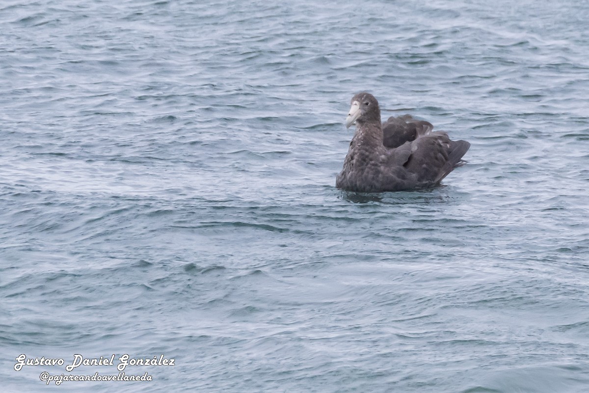 Riesensturmvogel - ML648988292