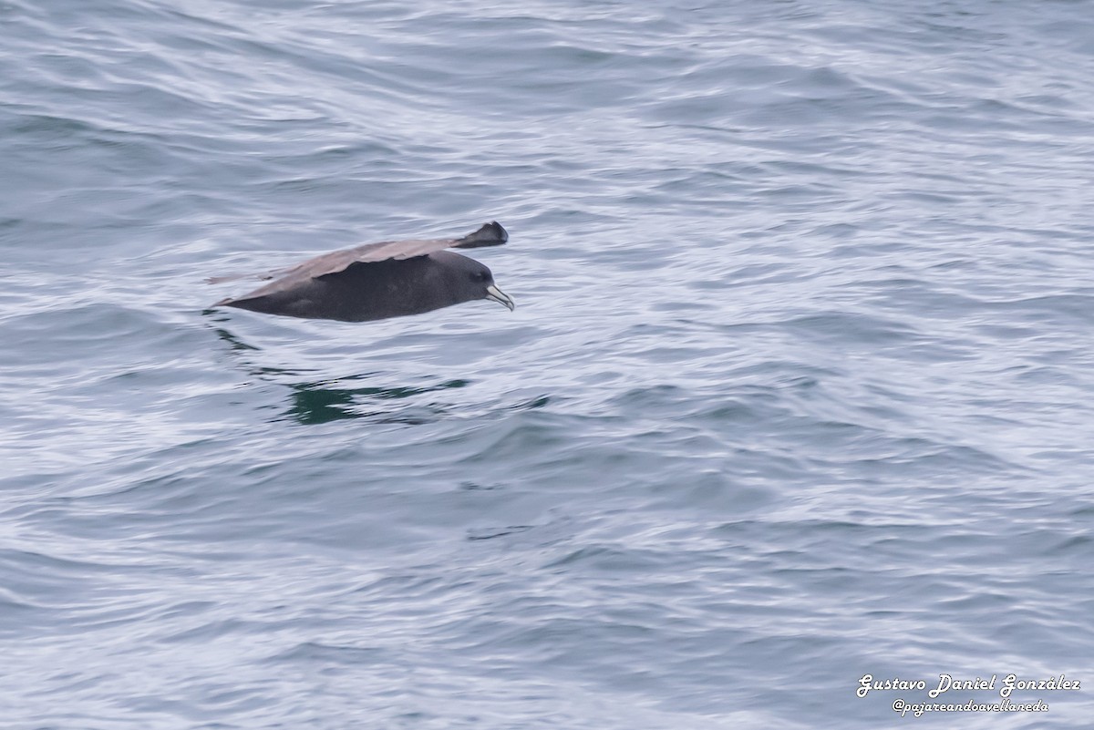 Weißkinn-Sturmvogel - ML648988295