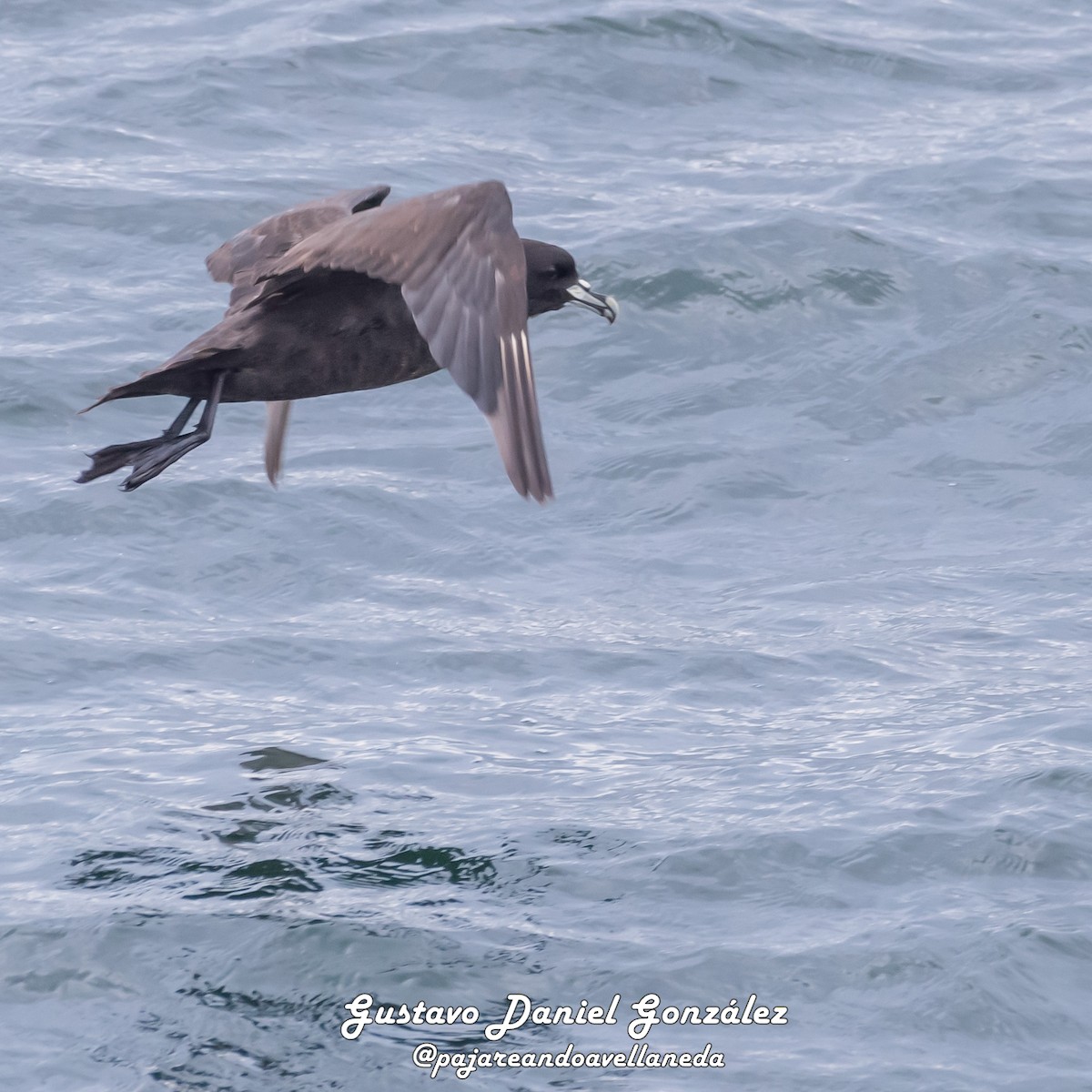 Weißkinn-Sturmvogel - ML648988296