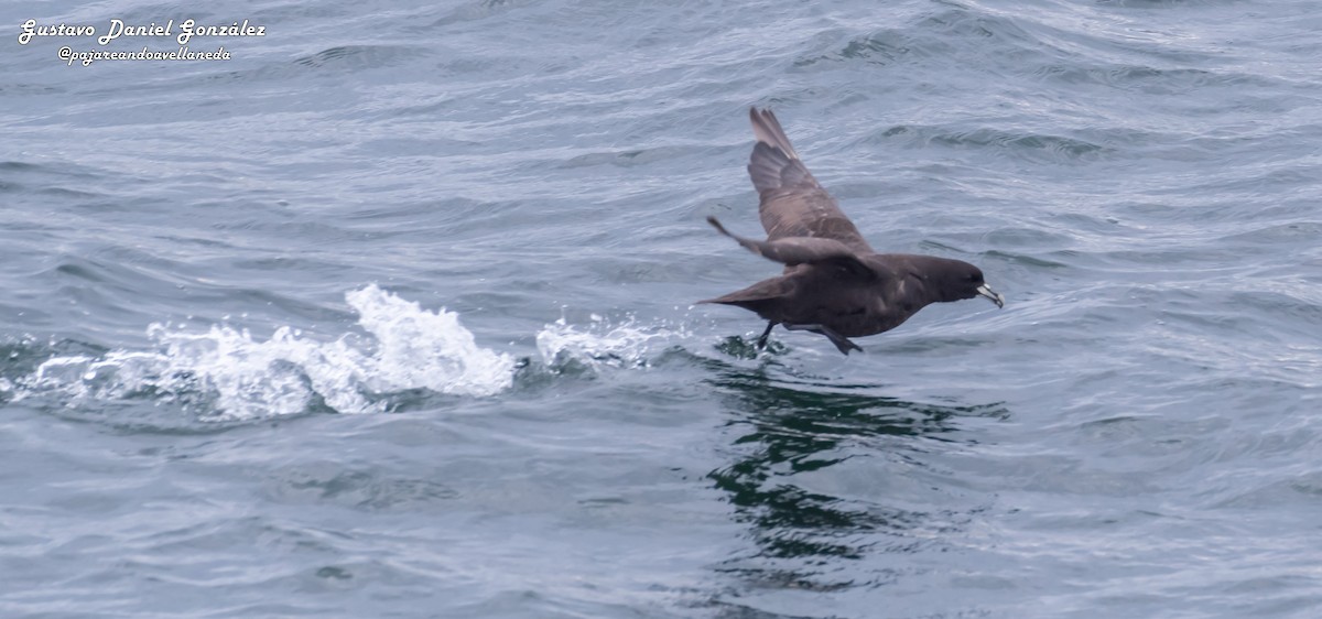 Weißkinn-Sturmvogel - ML648988297