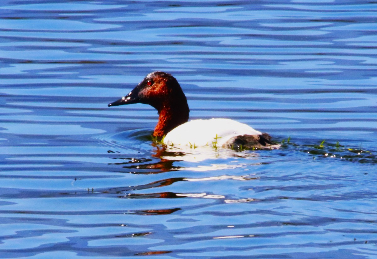 Büyük Elmabaş - ML648988322