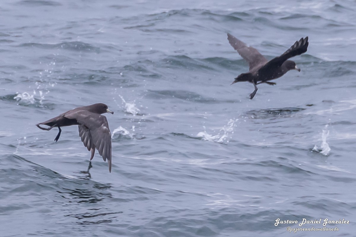 Westland-Sturmvogel - ML648988336