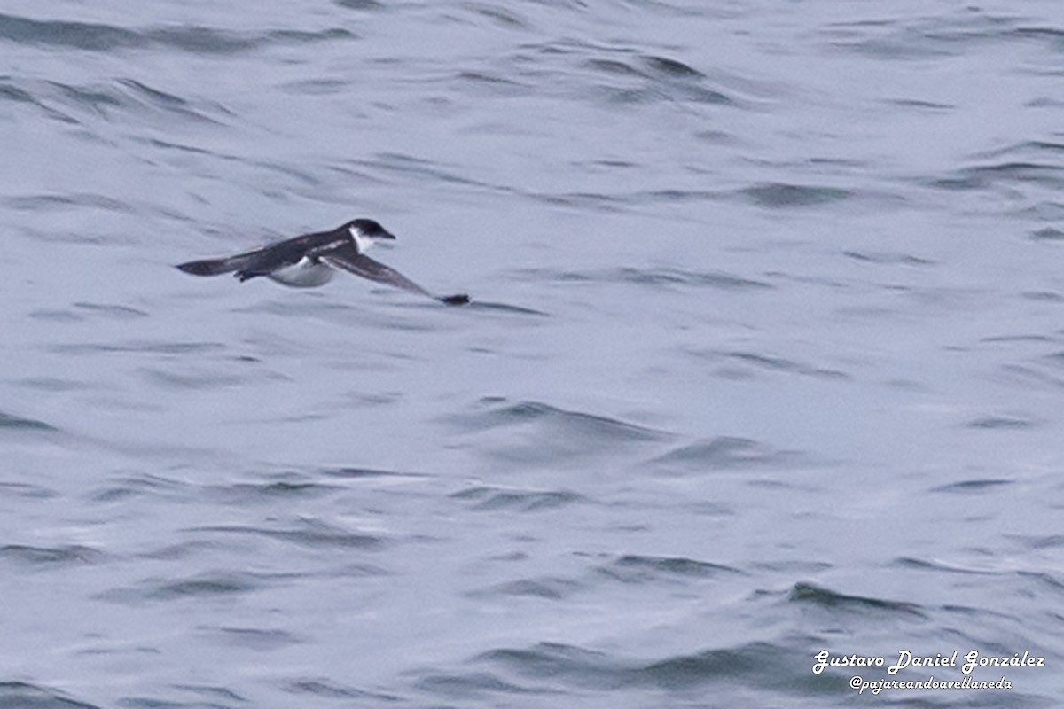 Magellan-Lummensturmvogel - ML648988354