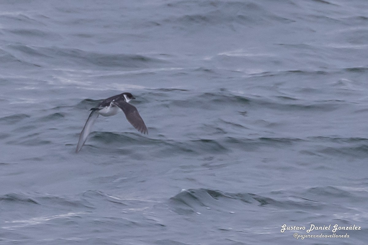 Magellan-Lummensturmvogel - ML648988355