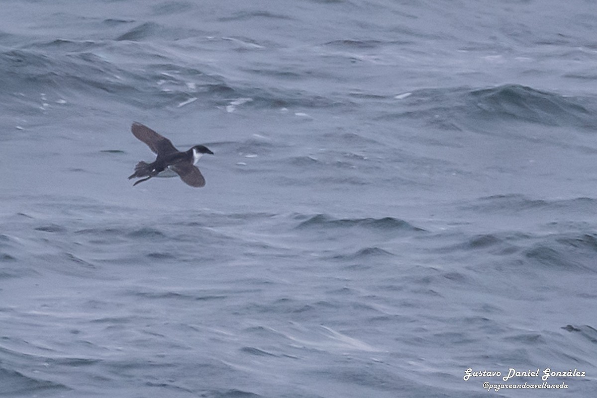 Magellan-Lummensturmvogel - ML648988356