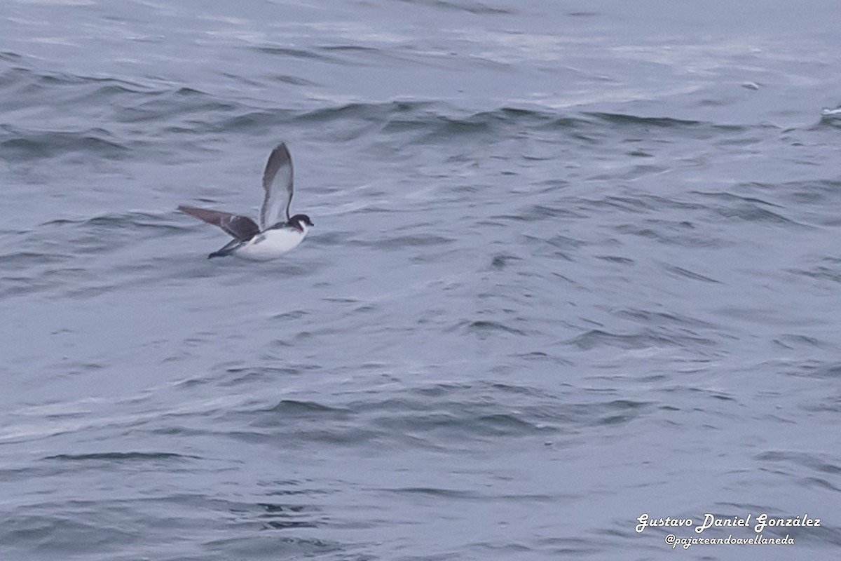 Magellan-Lummensturmvogel - ML648988357