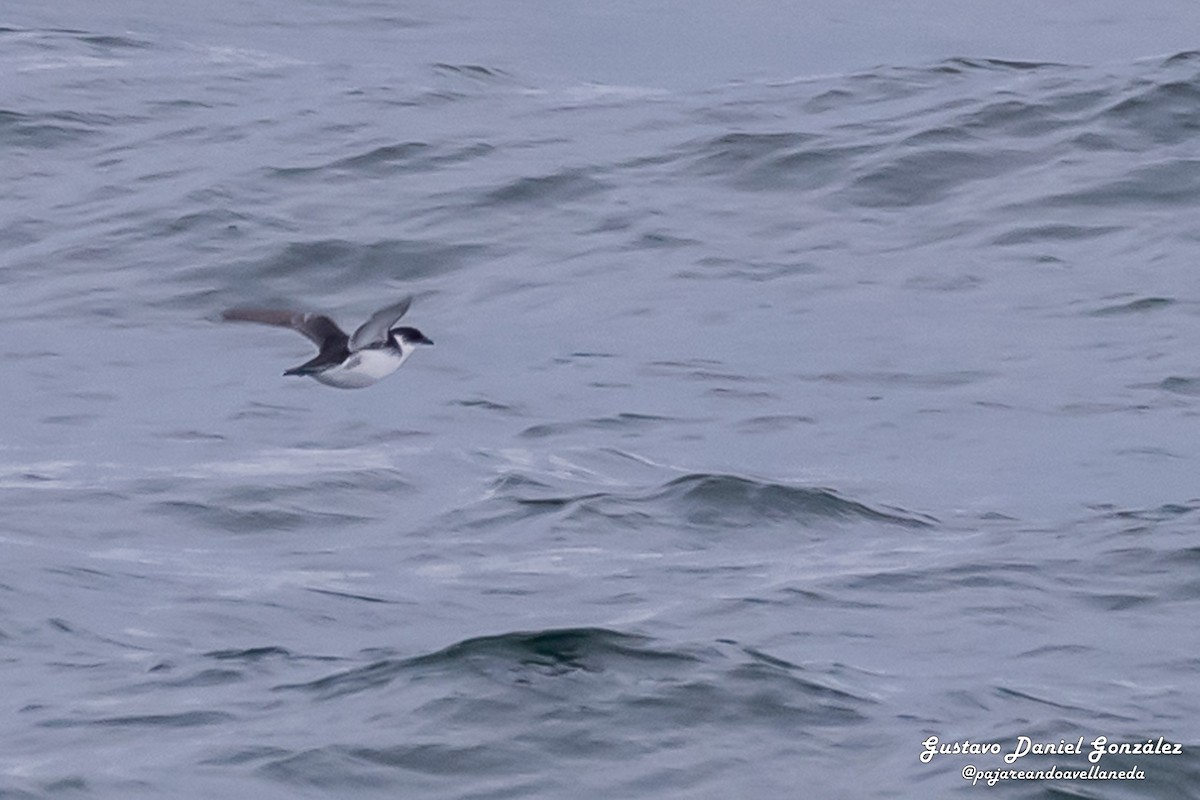 Magellan-Lummensturmvogel - ML648988358