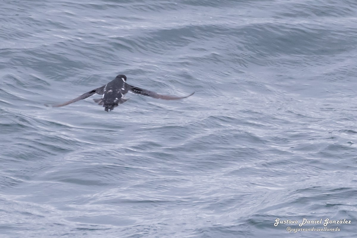 Magellan-Lummensturmvogel - ML648988359