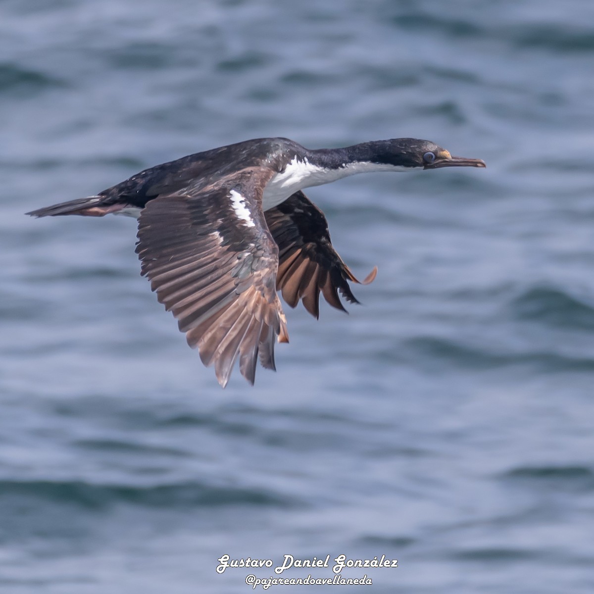 Kaiserscharbe - ML648988371