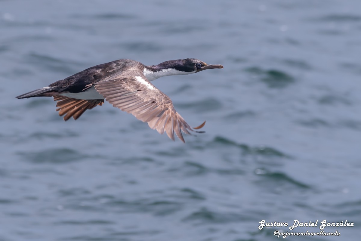 Kaiserscharbe - ML648988372