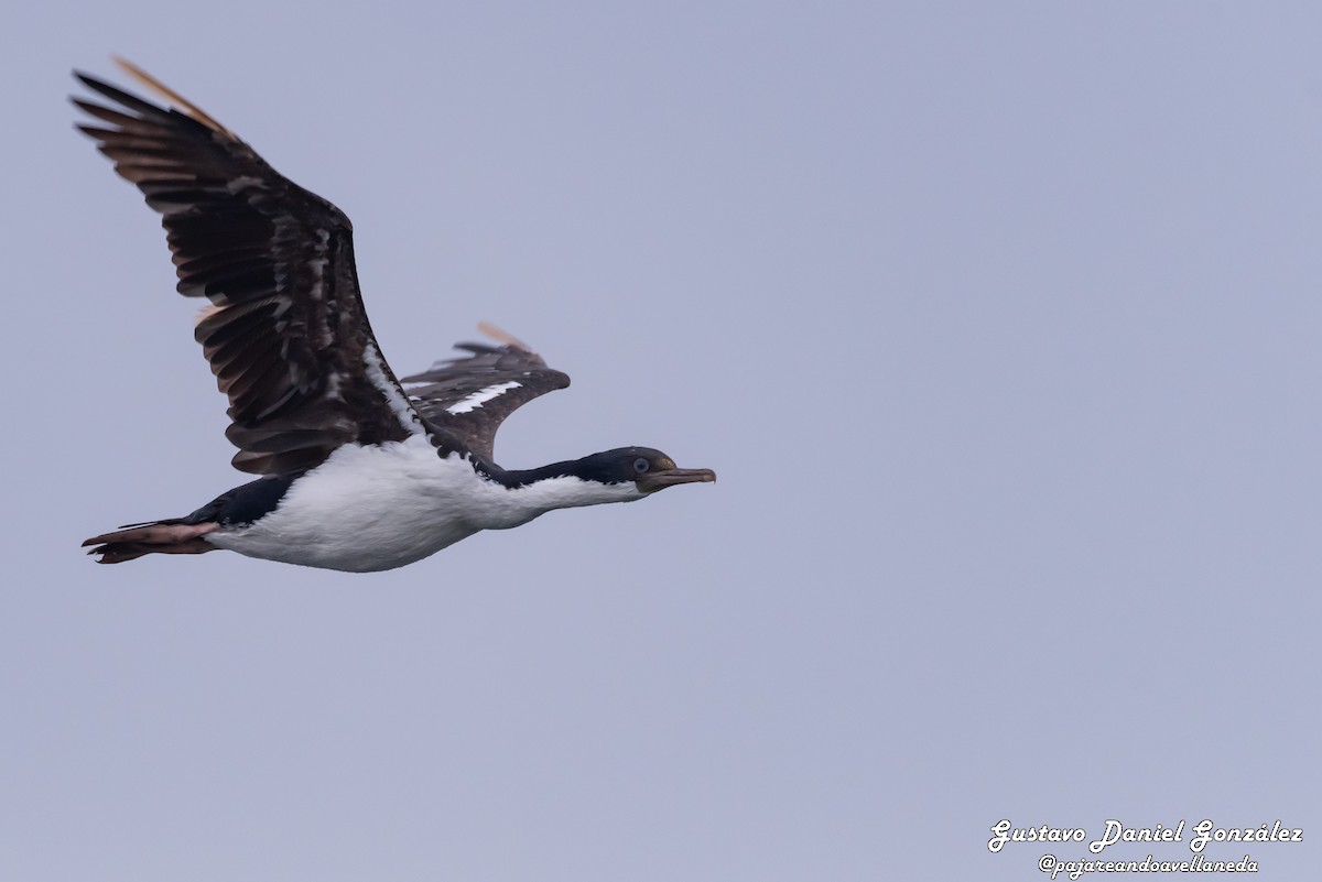 Kaiserscharbe - ML648988373